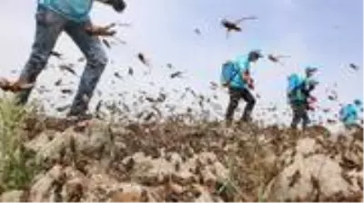 Çekirge istilasına karşı son çare: Gürültü yapın, şehri geçip giderler
