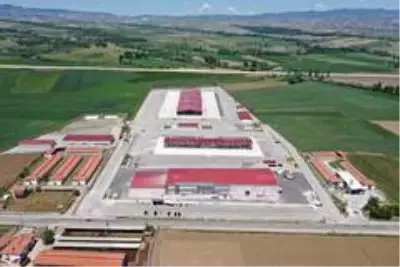Çorum'da hayvan pazarı yeniden açılıyor Çorum'da hayvan pazarı yeniden açılıyor