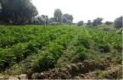 Diyarbakır'daki operasyonda rekor düzeyde uyuşturucu ele geçirildi: 710 bin kök Hint keneviri Diyarbakır'daki operasyonda rekor düzeyde uyuşturucu ele geçirildi: 710 bin kök Hint keneviri