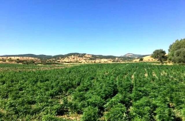 Diyarbakır'daki operasyonda rekor düzeyde uyuşturucu ele geçirildi Diyarbakır'daki operasyonda rekor düzeyde uyuşturucu ele geçirildi