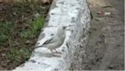 Doğada nadir görülen beyaz serçe Osmaniye'de görüntülendi Doğada nadir görülen beyaz serçe Osmaniye'de görüntülendi
