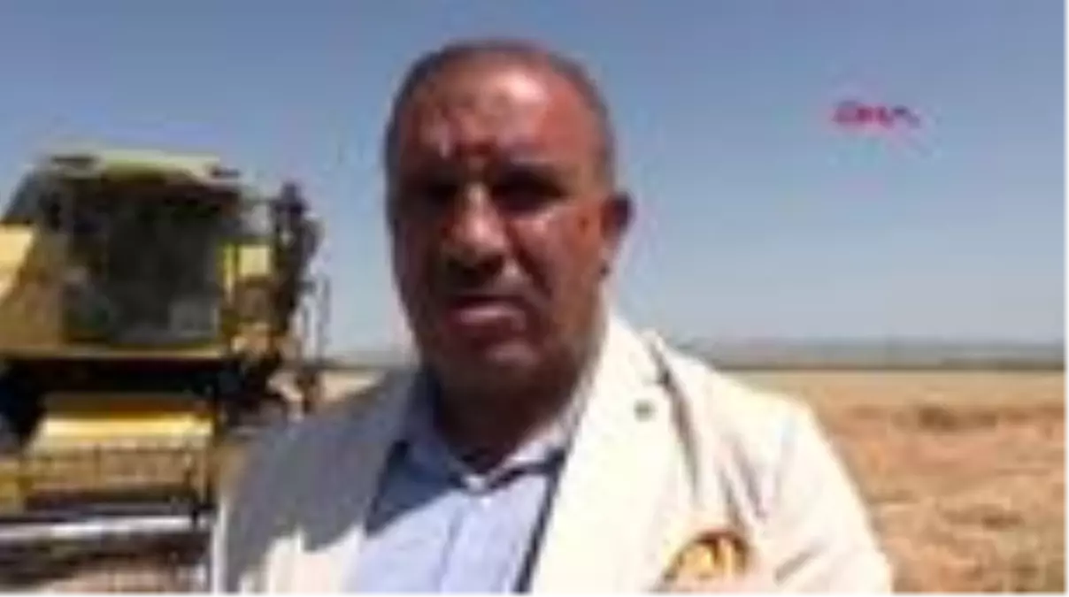 HATAY Amik Ovası'nda buğday rekoltesi sevindirdi