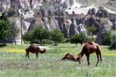 Kapadokya bölgesinde bahar güzelliği yaşanıyor Kapadokya bölgesinde bahar güzelliği yaşanıyor