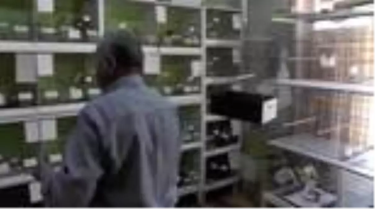 Kırşehirli hırdavatçının kanarya aşkı