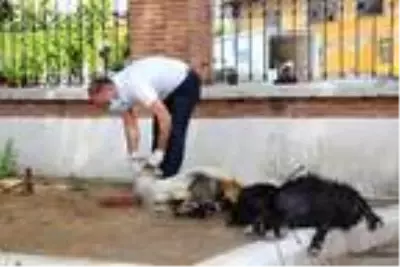 Kula'da yeniden ibadete açılan camiler için kurban kesildi Kula'da yeniden ibadete açılan camiler için kurban kesildi