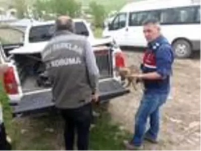 Kurt öldürüp, 3 yavrusunu besleyen 4 kişiye 15 bin 25 lira ceza Kurt öldürüp, 3 yavrusunu besleyen 4 kişiye 15 bin 25 lira ceza
