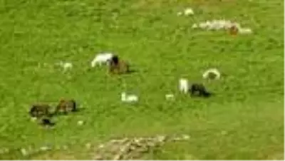 Munzur Dağları'nda yılkı atları görüntülendi Munzur Dağları'nda yılkı atları görüntülendi