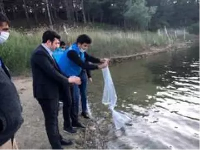 Pazarlar göletlerine 10 bin adet sazan balığı yavrusu bırakıldı