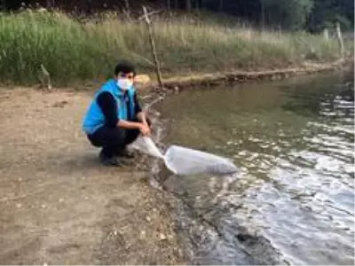 Pazarlar göletlerine 10 bin adet sazan balığı yavrusu bırakıldı Pazarlar göletlerine 10 bin adet sazan balığı yavrusu bırakıldı