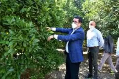 Saylak, narenciye üreticileri ile bir araya geldi Saylak, narenciye üreticileri ile bir araya geldi