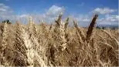 Sezonun ilk buğday hasadına başlandı