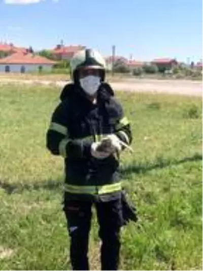 Yuvasından düşen yavru leylek tedaviye alındı Yuvasından düşen yavru leylek tedaviye alındı