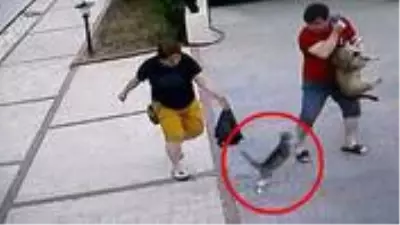 Anbean görüntülendi! Küçücük kedi, köpekli çifte korku dolu anlar yaşattı Anbean görüntülendi! Küçücük kedi, köpekli çifte korku dolu anlar yaşattı