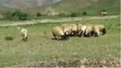 Bakan Pakdemirli’nin talimatlarıyla sarı kızın sahibi Mehmet amcaya 20 koyun verildi