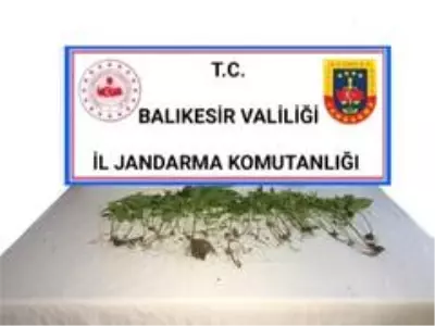 Balıkesir'de jandarmadan kenevir operasyonu