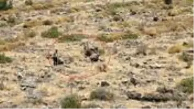 Bodrum'da ormanlık alanda görüntülenen ve jaguar sanılan hayvan, ev kedisi çıktı Bodrum'da ormanlık alanda görüntülenen ve jaguar sanılan hayvan, ev kedisi çıktı