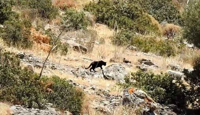 Bodrum'da ormanlık alanda görüntülenen ve jaguar sanılan hayvan, ev kedisi çıktı Bodrum'da ormanlık alanda görüntülenen ve jaguar sanılan hayvan, ev kedisi çıktı