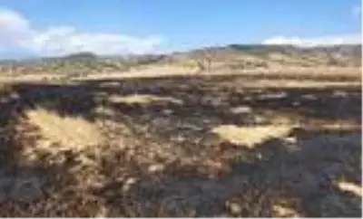 Buğday tarlalarında yangınla ilgili kundaklama şüphesi