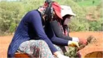 Kadının gücü! 25 dekarlık kıraç arazi kekikle canlanıyor Kadının gücü! 25 dekarlık kıraç arazi kekikle canlanıyor