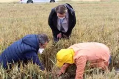 Kırklareli'de süneyle mücadele seferberliği