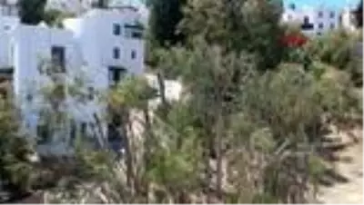MUĞLA Bodrum'da vatandaşlardan 'ağaç kıyımı' tepkisi
