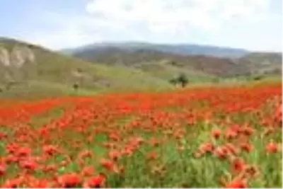 Oltu'da gelincikler ovayı kırmızıya boyadı Oltu'da gelincikler ovayı kırmızıya boyadı
