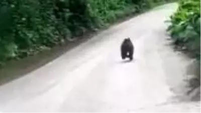 Rizelilerin yavru ayıyla kovalamacası kamerada Rizelilerin yavru ayıyla kovalamacası kamerada