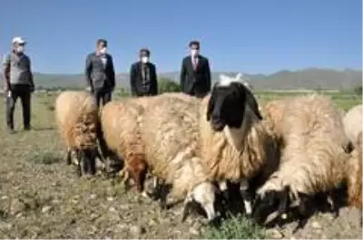 Tarım ve Orman Bakanı Pakdemirli'nin talimatıyla Sarı kızın sahibi Mehmet amcaya 20 koyun