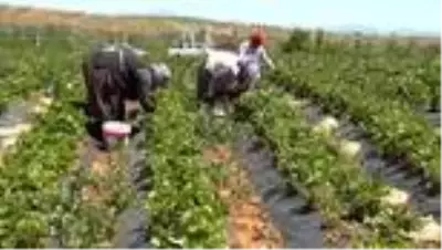 Çilek üretiminde tarımsal işçilikten patronluğa Çilek üretiminde tarımsal işçilikten patronluğa