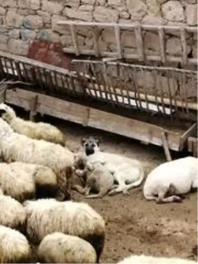 Koyunla köpeğin şaşırtan dostluğu Koyunla köpeğin şaşırtan dostluğu