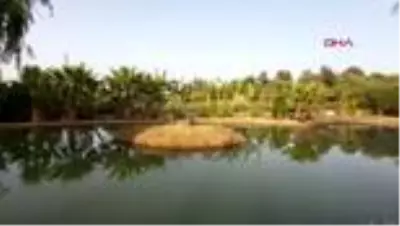 MUĞLA Datça’da yerel tohum seferberliği