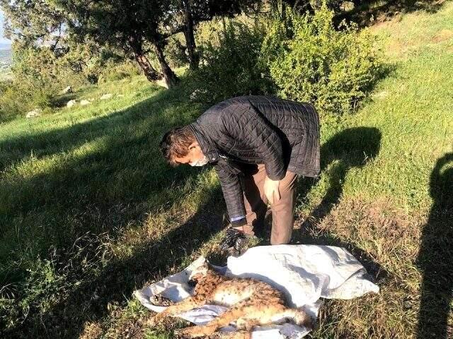 Nesli tükenme tehlikesinde olan vaşak araç çarpması sonucu öldü