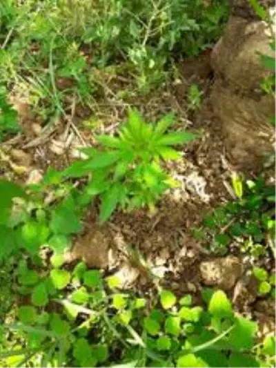 Zeytin bahçesinde kenevir ele geçirildi