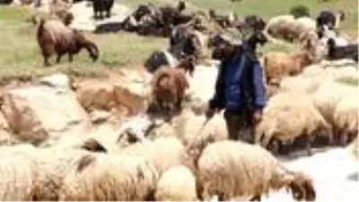 Doktor maaşından fazla para veriyorlar ancak çalıştıracak çoban bulamıyorlar