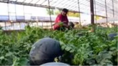 Antalyalı çiftçinin ürettiği kekik kokulu karpuza yoğun talep var, müşteri dalından koparıp götürüyor Antalyalı çiftçinin ürettiği kekik kokulu karpuza yoğun talep var, müşteri dalından koparıp götürüyor