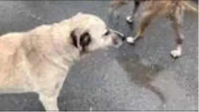 Askıda mama kampanyası, Kara Kız ın hayatını değiştirdi