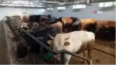 Düzce'de kurbanlık satışları başladı Düzce'de kurbanlık satışları başladı