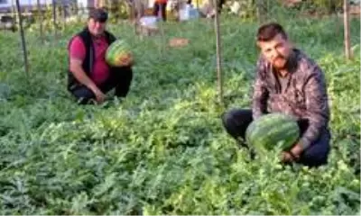 Antalyalı çiftçinin karpuza yaptığı müdahale talebi artırdı! Müşteriler bizzat gelip dalından satın alıyor Antalyalı çiftçinin karpuza yaptığı müdahale talebi artırdı! Müşteriler bizzat gelip dalından satın alıyor