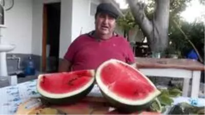 Antalyalı çiftçinin karpuza yaptığı müdahale talebi artırdı! Müşteriler bizzat gelip dalından satın alıyor Antalyalı çiftçinin karpuza yaptığı müdahale talebi artırdı! Müşteriler bizzat gelip dalından satın alıyor