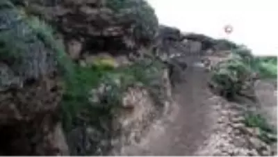Mağarada organik hayvancılık Mağarada organik hayvancılık