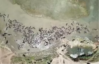 Mandaların tozlu yolculuğu Mandaların tozlu yolculuğu
