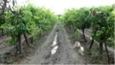 Manisa'da üzüm üreticisini dolu yağışı vurdu