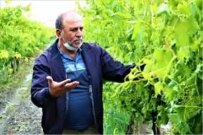 Manisa'da üzümleri dolu vurdu Manisa'da üzümleri dolu vurdu