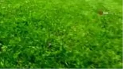 Sındırgı’da aylardır kapalı olan kafeyi kurbağalar bastı