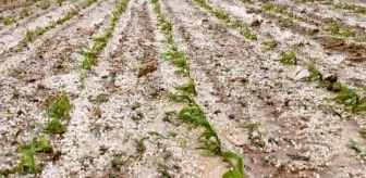 Aksaray'da dolu yağışı tarım arazilerine zarar verdi