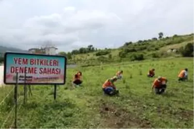 Atakum'da belediyenin atıl arazisi 'tarım okulu' oldu