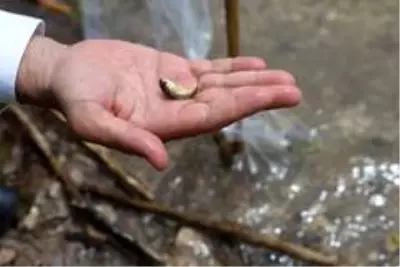 Bilecik'teki 9 gölete 54 bin sazan yavrusu salındı Bilecik'teki 9 gölete 54 bin sazan yavrusu salındı