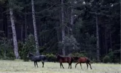 Dağda yaşayan yabanî atlar böyle görüntülendi Dağda yaşayan yabanî atlar böyle görüntülendi