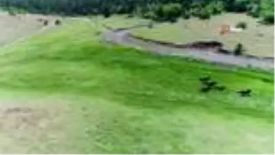 Üzerine roman bile yazılan yılkı atları, böyle görüntülendi Üzerine roman bile yazılan yılkı atları, böyle görüntülendi