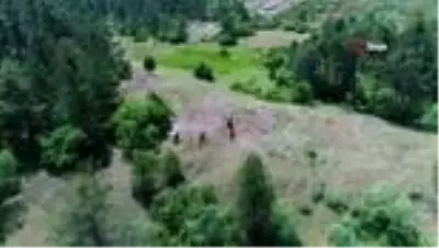 Üzerine roman bile yazılan yılkı atları, böyle görüntülendi Üzerine roman bile yazılan yılkı atları, böyle görüntülendi